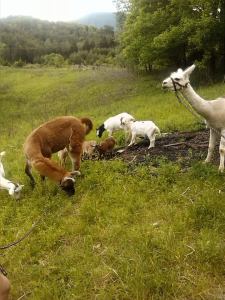 goats and llamas